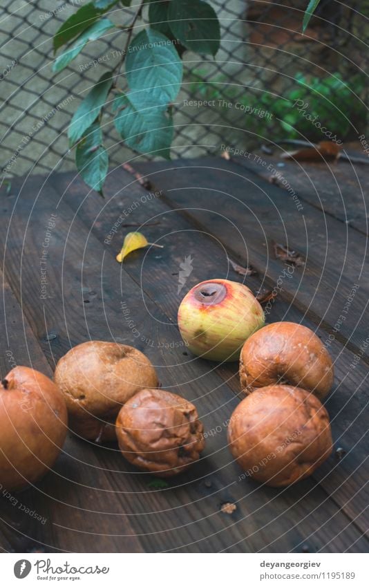 Rotten apples on wood Fruit Apple Garden Autumn Old Good Natural Brown Red White Death rotten food bad Trash Spoiled background Compost ugly agriculture Farm