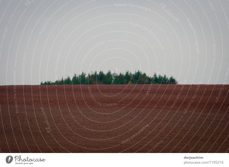 A small piece of woodland at the top of the field as a retreat for game. At the top is a group of trees. Joy Calm Landscape Cloudless sky Spring