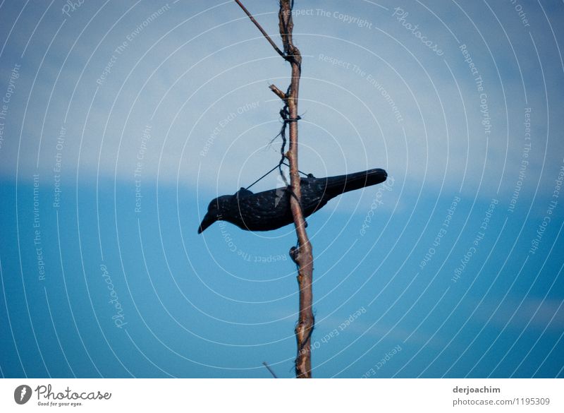 A black bird mock-up, hanging from a branch. In the background a great blue sky. Design Calm Environment Summer Beautiful weather Field Franconia Germany