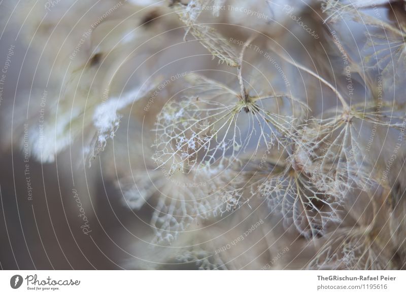 Dead Environment Nature Plant Blue Brown Gray Black White Snowfall Structures and shapes Blossom leave Stalk Macro (Extreme close-up) Detail Pattern Appetite