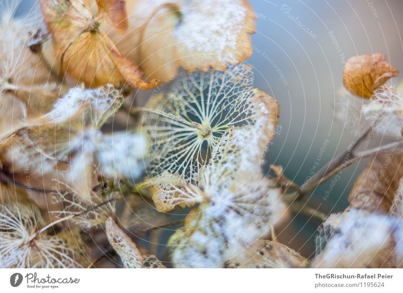 winter flower Environment Nature Plant Brown Gold Green Orange Black White Wake up Spring fever Snowfall Leaf Blossom Consumed Death Blossoming Bluish