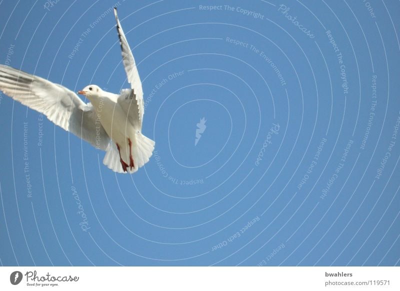 Seagull 3 Bird White Air Summer Sky Blue Freedom Flying Lake Constance Wing