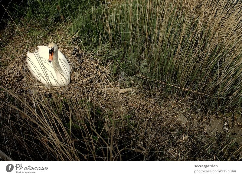 What shimmers to me when something shimmers to me? Harmonious Well-being Relaxation Calm Nature Spring Summer Grass Bushes Coast Wild animal Swan 1 Animal Wait