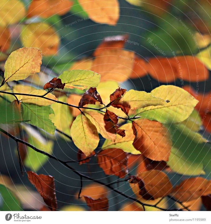 transience beech leaves Transience transient change transmutation End of the season Autumn leaves autumn leaves Automn wood Autumnal colours Beech tree