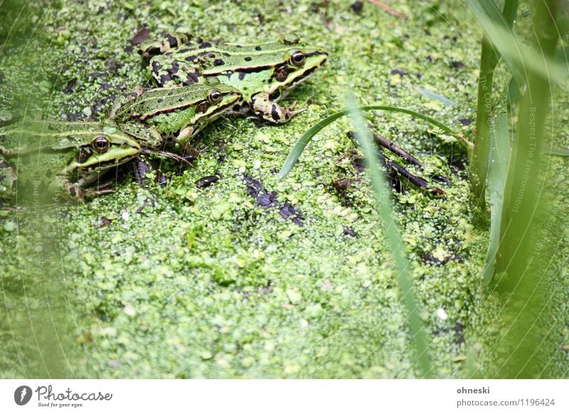 trio Nature Animal Grass Foliage plant Pond Frog Tree frog 3 Group of animals Green Colour photo Multicoloured Exterior shot Pattern Structures and shapes