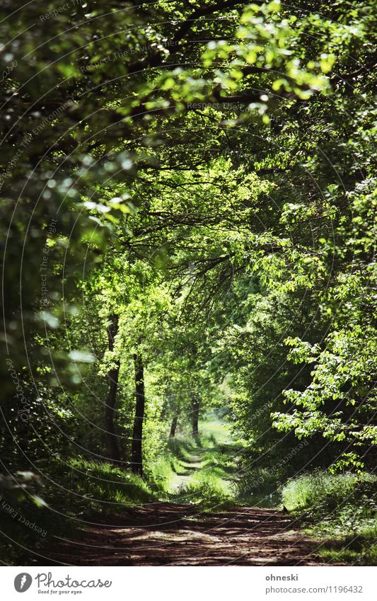 forest path Environment Nature Spring Beautiful weather Tree Foliage plant Forest Lanes & trails Green Calm Life Hope Belief Colour photo Exterior shot Deserted