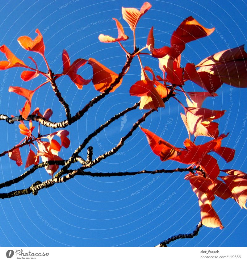 autumn colours Autumn Tree Leaf Red Shadow Autumnal colours Sky Blue Beautiful weather