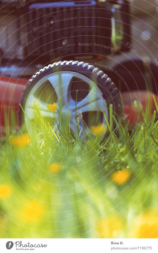 Finally mowing the lawn again Plant Spring Garden Meadow Work and employment Authentic Contentment Joie de vivre (Vitality) Dandelion Lawnmower Colour photo