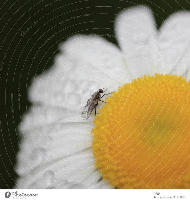 wetted... Environment Nature Plant Animal Drops of water Spring Rain Flower Blossom Marguerite Garden Fly 1 Blossoming Stand Exceptional Uniqueness Small Wet