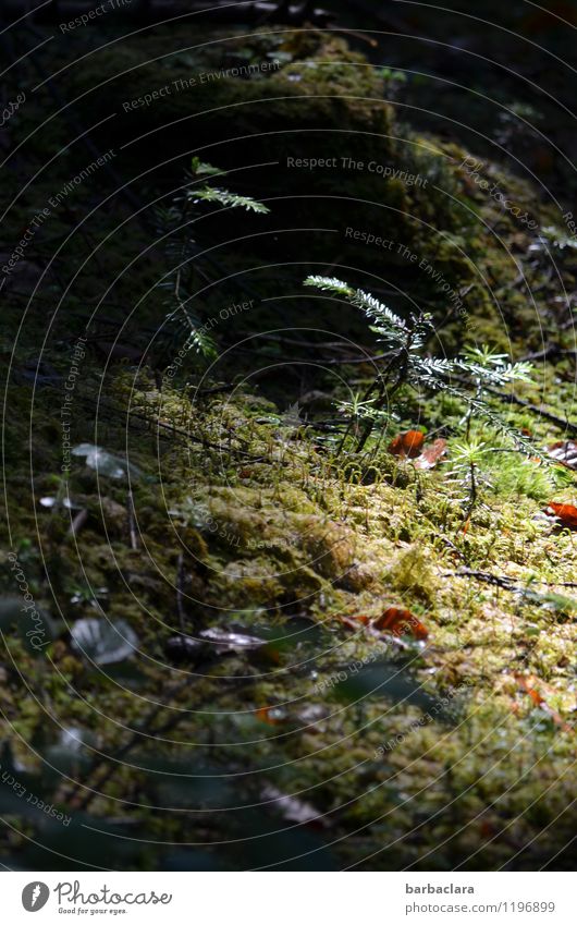 Floor and field day | Moss carpet Nature Plant Earth Tree Bushes Fern Leaf Forest Illuminate Dark Bright Green Moody Warm-heartedness Calm Fragrance Relaxation