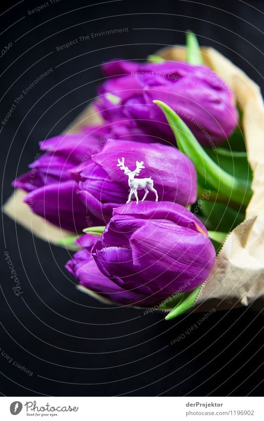 Deer on tulips Environment Nature Landscape Plant Tulip Animal Wild animal Esthetic Athletic Exceptional Fragrance Dark Emotions Joy Happy Happiness