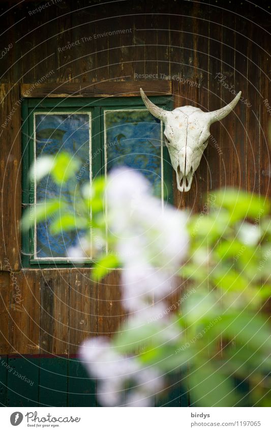 Uncle Tom's cabin. Lifestyle Living or residing Flat (apartment) Lilac Hut Facade Window Animal skull Authentic Exceptional Uniqueness Idea Culture Nature