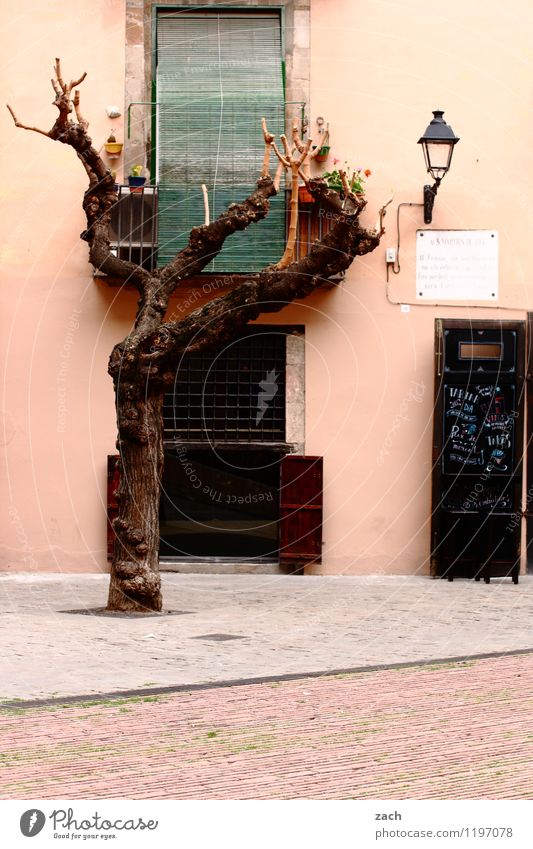 open spaces City trip Plant Tree Barcelona Spain Town Downtown Old town House (Residential Structure) Places Marketplace Manmade structures Architecture