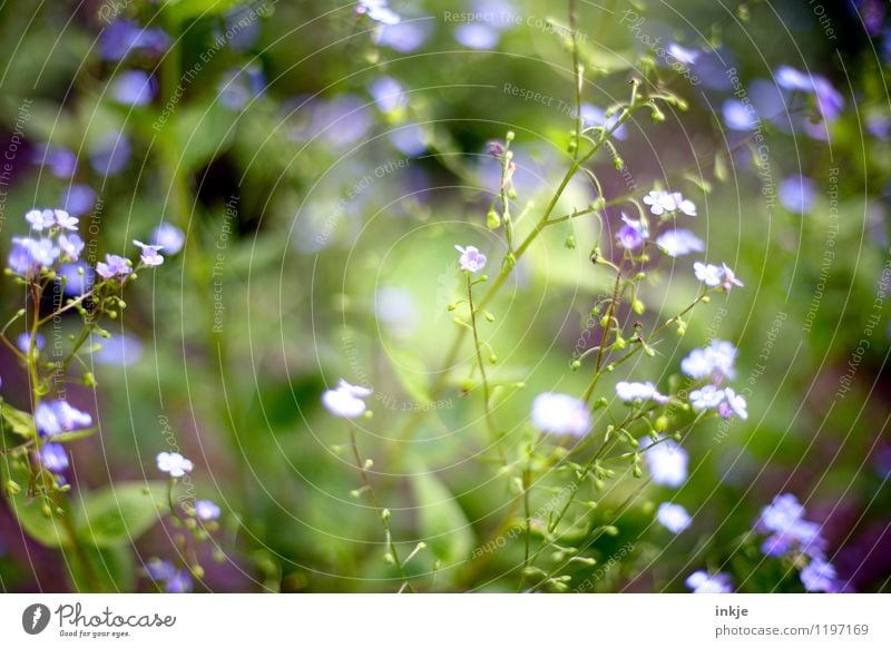 FORGET-ME-NOT Spring Summer Plant Flower Blossom Forget-me-not Blossoming Small Blue Green Violet Light green Delicate Spring colours Spring flower Summery