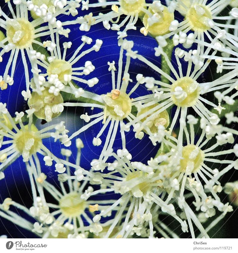 Climbing horticulture (Hydrangea petiolaris) Tendril Creeper Blossom Apiaceae White Stick Growth Spring Summer Plant Blossoming Stamen Honey Bee Northern Forest