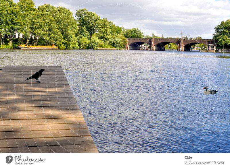 Who's got the bird? Nature Landscape Plant Animal Clouds Park Lakeside Banks of the Alster Hamburg Town Bridge Wild animal Bird Crow Duck 2 Observe Looking