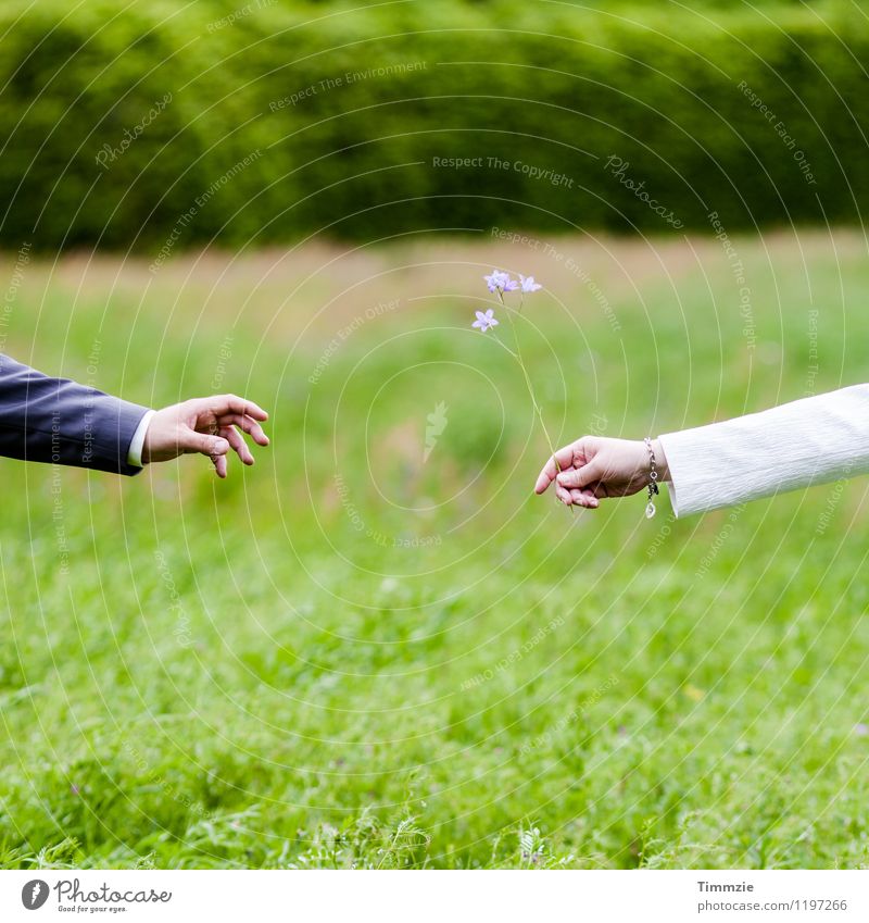 hand me flowers Flirt Hand 2 Human being Flower Meadow Green Agreed Sympathy Friendship Together Love Infatuation Romance Close-up Deep depth of field