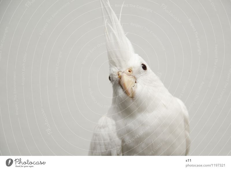 bobby Animal Pet Bird Animal face Wing cockatiel 1 Observe Wait Authentic Elegant Exotic Brash Beautiful Curiosity Cute Smart White Attentive Watchfulness