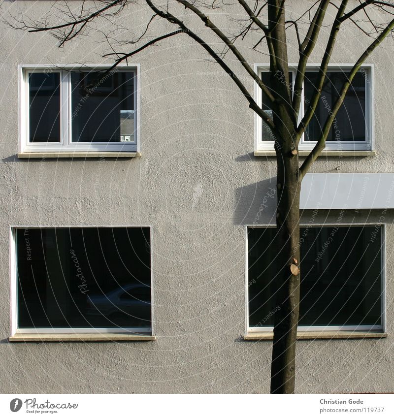 Old furniture store Building The Ruhr North Rhine-Westphalia Tree Window Gray Furniture store Exhibition Art Town Construction site Architecture vacancy