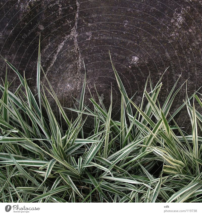 Ornamental grass and stone | Tristesse Grass Park Green Plant Gray Dark Gloomy Grief Loneliness Past Boredom November Winter Seasons Growth Flourish Garden