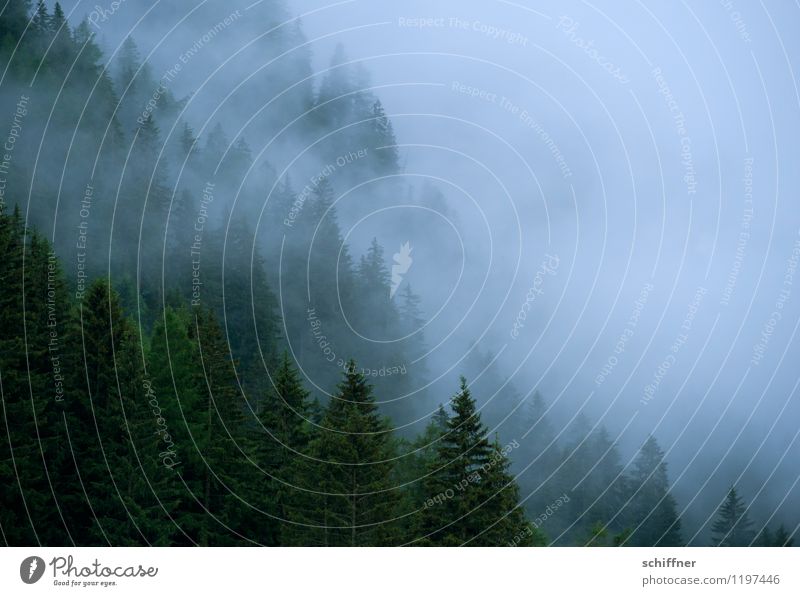 Fog wall II Environment Nature Landscape Plant Bad weather Tree Alps Mountain Dark Shroud of fog Fog bank Cloud forest Misty atmosphere Fir tree