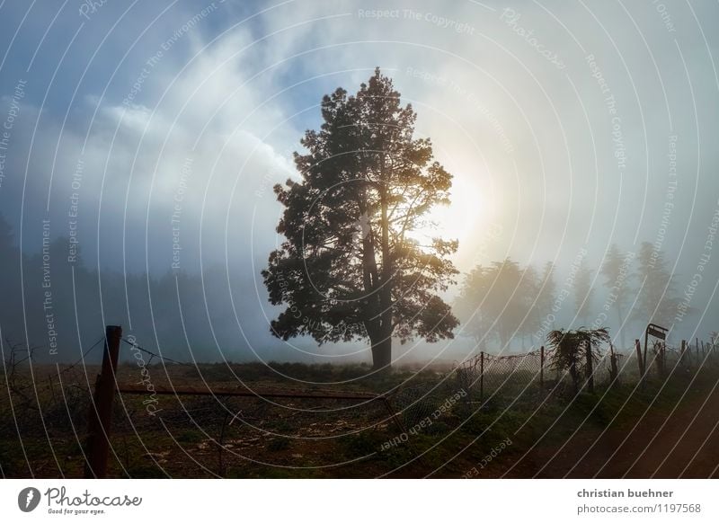 tree in the evening fog Nature Landscape Sky Clouds Autumn Fog Tree Grass Bushes Blue Beautiful Sadness Death Longing Loneliness Adventure Relaxation