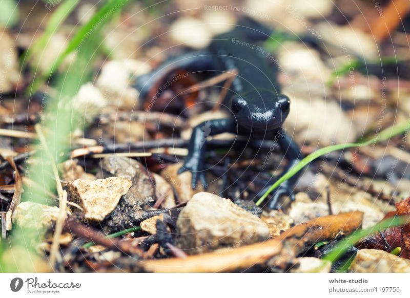 voyage of discovery Lizards Newt Salamander Observe Discover Curiosity Interest Black Animalistic Animal portrait Close-up Macro (Extreme close-up) Bravery