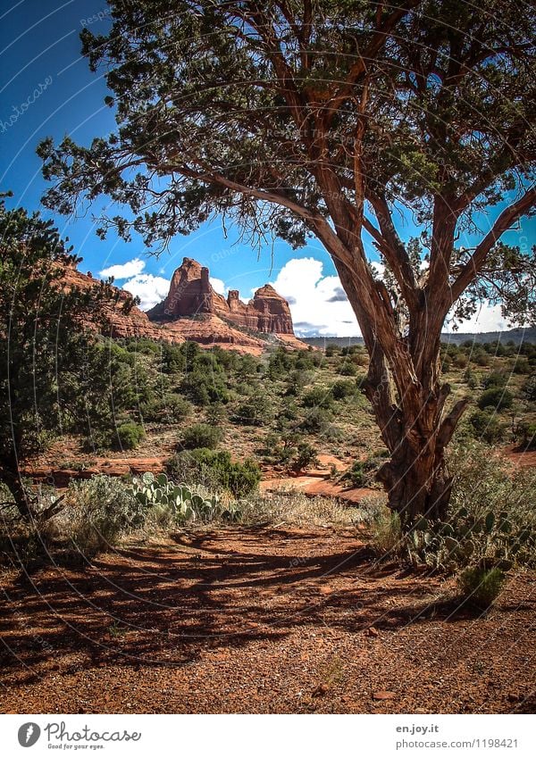 400 | into the wild Vacation & Travel Tourism Trip Adventure Freedom Summer Summer vacation Environment Nature Landscape Plant Sand Sky Clouds Climate Tree