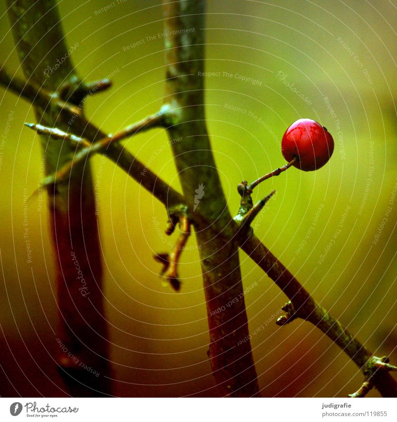 red Red Bushes Green Autumn Winter Wet Cold Small Thorn Delicate Environment Colour Berries Fruit Twig Loneliness Nature Exterior shot