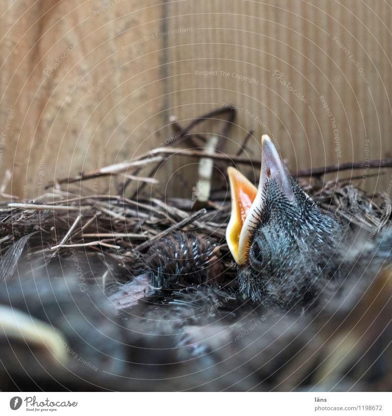 nursery Animal Bird Beginning Effort Expectation Nest Blackbird Beak Open Wait Appetite Deserted Copy Space top Shallow depth of field Animal portrait Upward