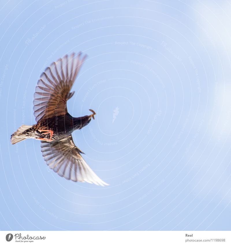 High Top Nature Animal Air Sky Cloudless sky Spring Summer Beautiful weather Wild animal Bird Blackbird Worm Feed Foraging To feed Hunting 1 Flying Feeding