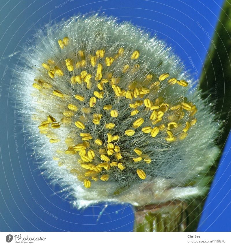 catflowering Soft Plant Tree Spring Bushes Gray White Yellow Dust Stamen Blossoming Wake up Velvet Northern Forest Macro (Extreme close-up) Close-up Pasture