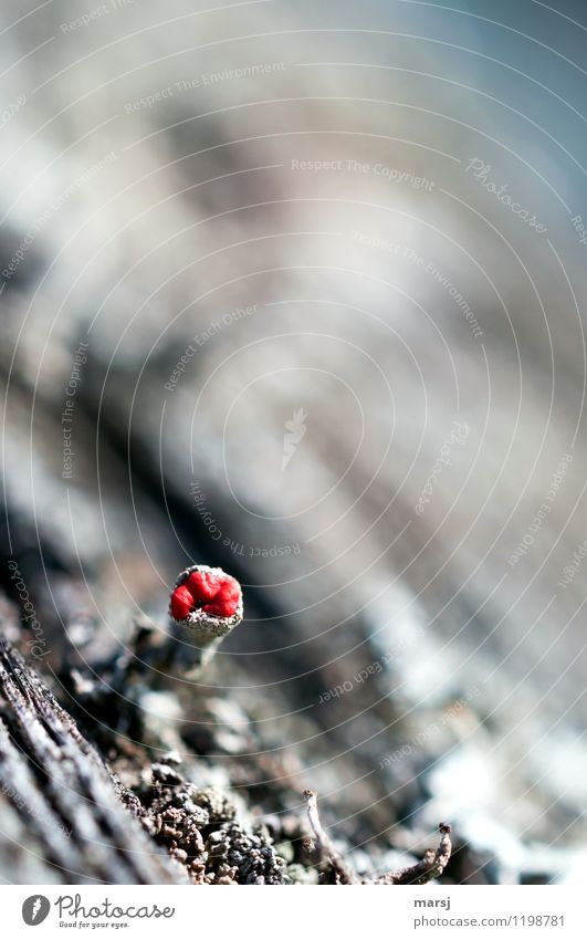 Small and bright red Nature Spring Summer Moss Blossom Lichen Dark Thin Authentic Simple Success Natural Gray Red Emotions Loneliness Beginning survival artist