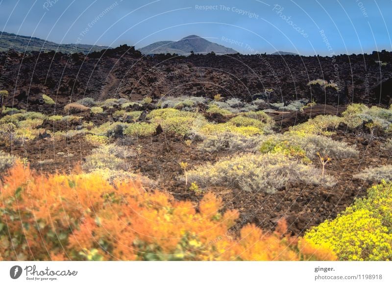 De Colores de La Palma Environment Nature Landscape Plant Sky Spring Weather Beautiful weather Flower Bushes Leaf Blossom Wild plant Hill Rock Mountain Bright