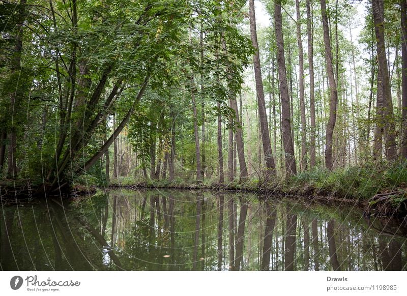 Spreewald Nature Landscape Plant Water Autumn Oberspreewald Deserted Waterway Inland navigation Boating trip Rowboat Discover Relaxation To enjoy Authentic