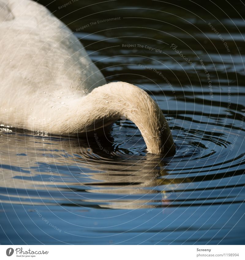 Submerged Nature Animal Water Spring Summer Pond Lake Wild animal Swan 1 Swimming & Bathing White Dive Underwater photo Waves Neck Hide Colour photo