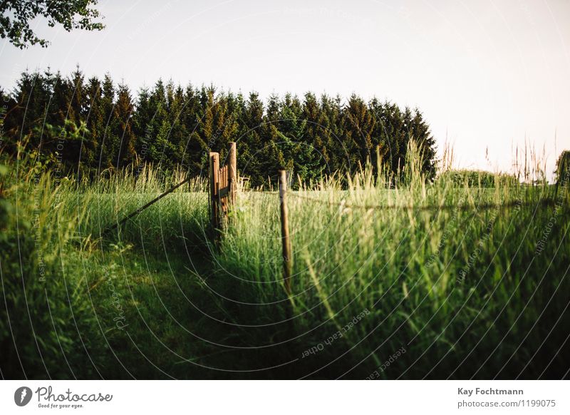 Mesh wire fence at the edge of a forest and field Shallow depth of field Copy Space top Deserted Exterior shot Environment Colour photo Loneliness Soft Green