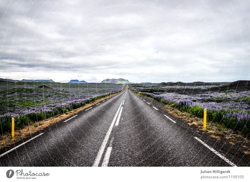 black street in a sea of flowers Lifestyle Vacation & Travel Trip Adventure Far-off places Environment Nature Landscape Sky Clouds Plant Flower Transport