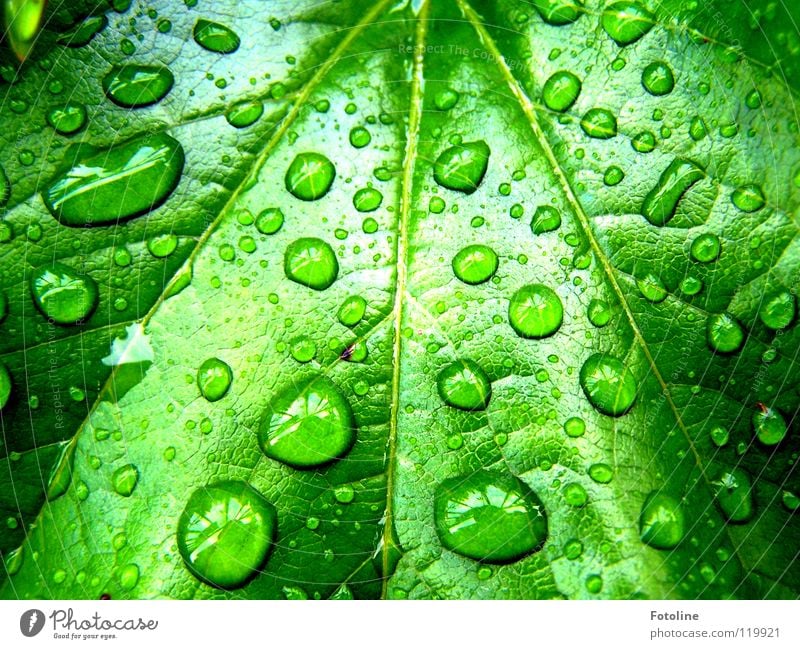 Raindrops on a vine leaf Virginia Creeper Drops of water Summer in front of our house after rain Sun was shining sheet clipping juicy green Plant flaked Water