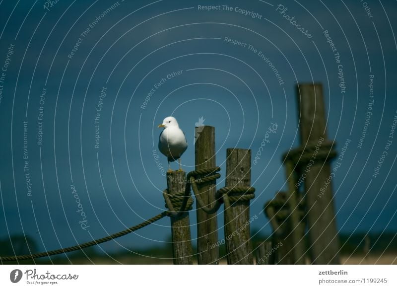 seagull Landscape Mecklenburg-Western Pomerania good for the monk Baltic Sea Vacation & Travel Travel photography Rügen Tourism Seagull Silvery gull Bird