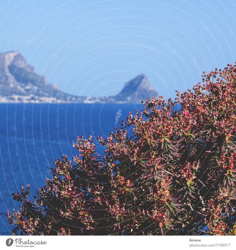 red before blue Nature Landscape Plant Water Sky Cloudless sky Bushes Leaf Wild plant Exotic tree spurge Euphorbiaceae Radium Weed Mountain Peak Coast Bay Ocean