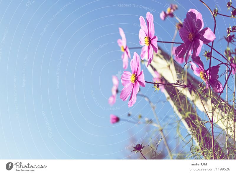 Garden pleasure. Nature Landscape Beautiful weather Esthetic Contentment Flower Flower meadow Flowerbed Violet Sky Blossom Blossom leave Colour photo