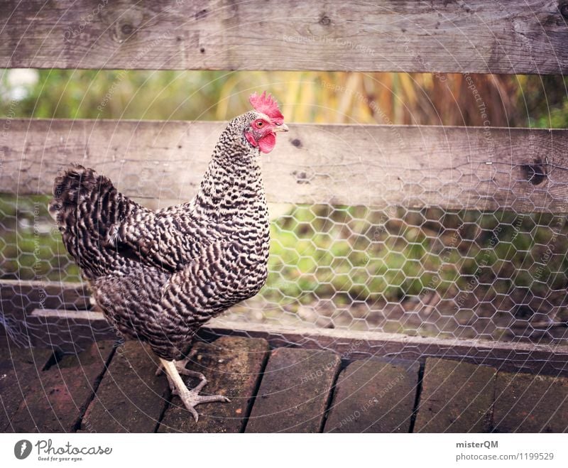 Alarm clock. Art Adventure Esthetic Contentment Barn fowl Rooster Bird's-eye view Poultry Farm Cockscomb Crowfoot Grating Exterior shot Free-range rearing