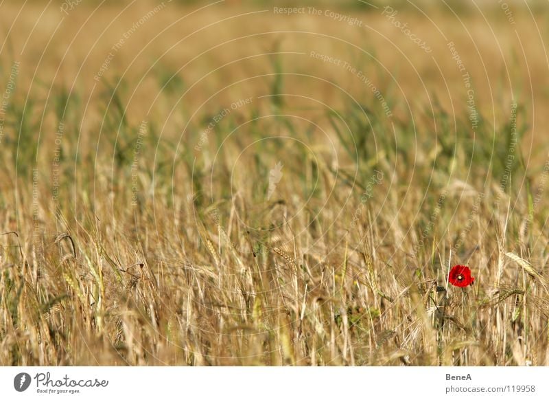 Mooooohn Poppy Corn poppy Opium poppy Flower Blossom Poppy blossom Plant Field Nature Agriculture Growth Maturing time Food Nutrition Biology Ecological Healthy