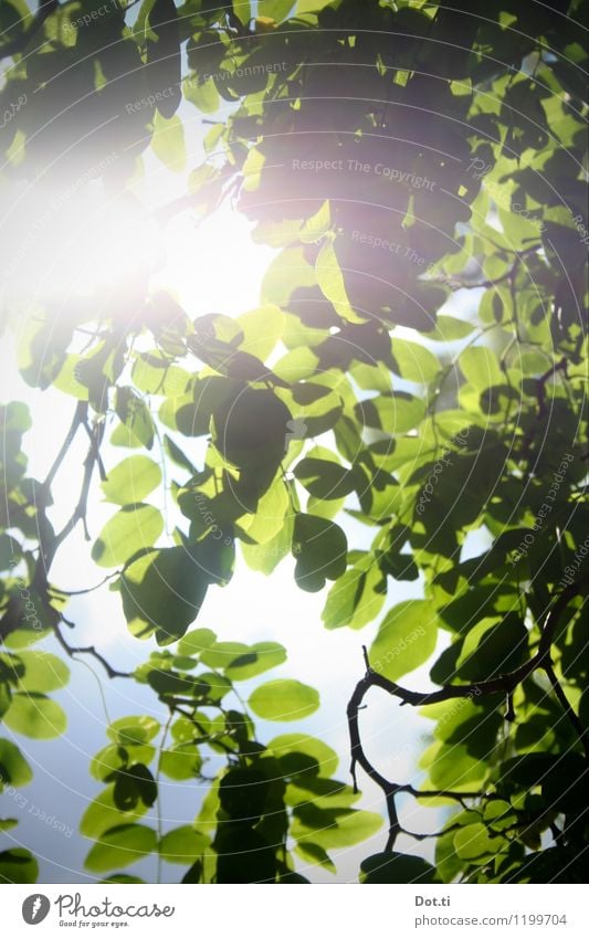 sham acacia Nature Plant Sky Cloudless sky Sunlight Spring Summer Beautiful weather Tree Leaf Foliage plant Garden Park Bright Green Idyll Pure false acacia