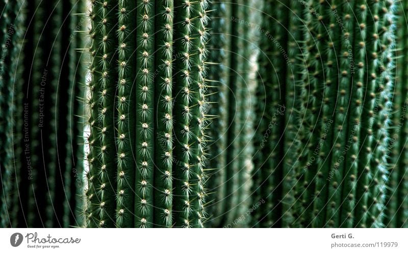 son shit Green Plant Cactus Botany Thorn Vertical Angiosperm Dangerous Concentrate prickly-biest cactus plant Detail peaks Line cactaceae Impaled