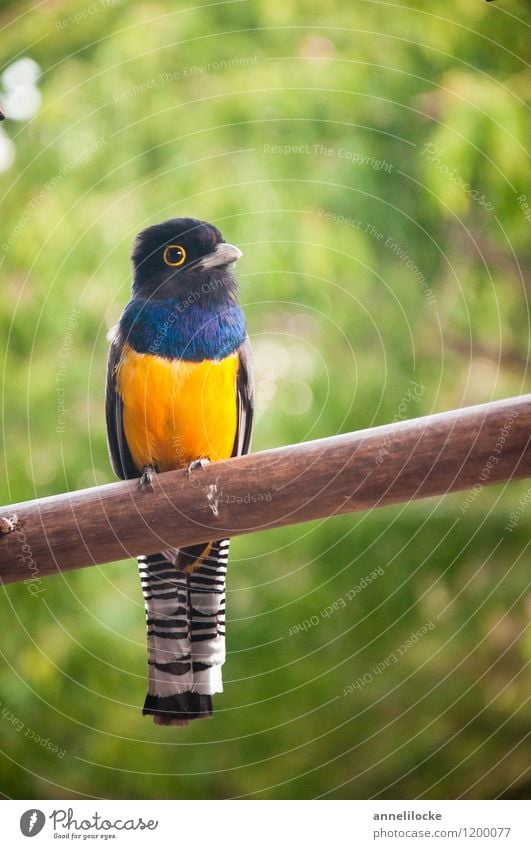 Violaceous Trogon Nature Animal Wild animal Bird little man 1 Blue Yellow Black White Sit Smooth variegated Belize Tropical Striped Colour photo Exterior shot