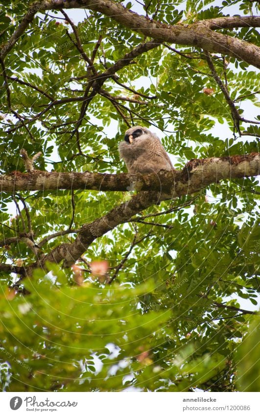 In the rain tree a chick sat Nature Animal Spring Tree Wild plant Branch Leaf canopy Garden Park Forest Virgin forest Wild animal Bird Owl birds Strix