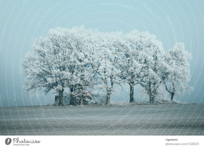 Mature trees in the fog Winter Misty atmosphere Trees in the fog Trees in winter Hoar frost winter trees Trees in a clearing grua in grey atmospheric wintertime