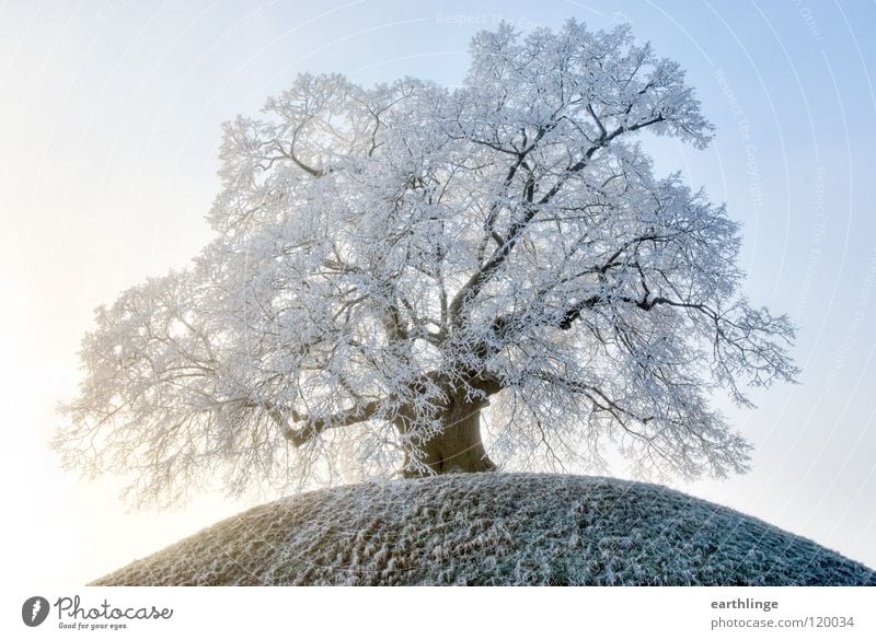 The village elders 4 Lime tree Winter Fog Hill Sublime Retirement Braunschweig White Landscape format Colour photo Massive Autumn leaves Digital photography